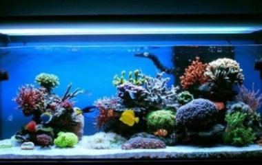Обслуговування морських акваріумів