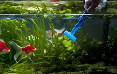 Обслуговування прісних акваріумів